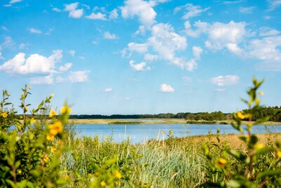 Yellow flowers by lake with reeds