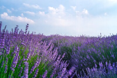 Lavender Field Under Blue Sky