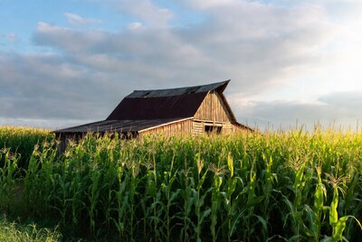 Rustic Barn in Corn Field