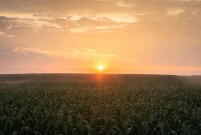 Sunset over cornfield