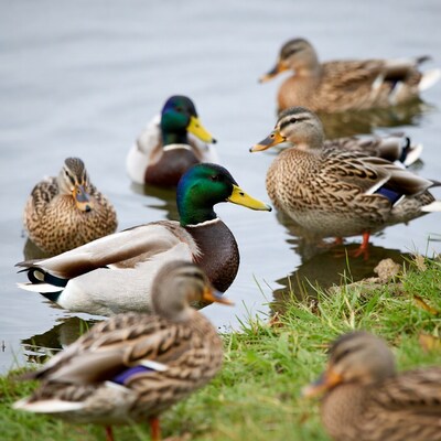 Group of ducks on lake shore