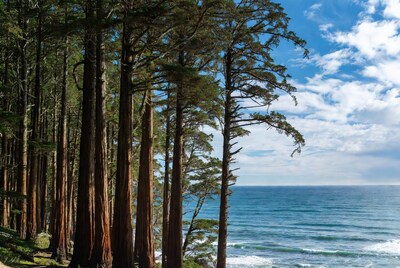 Redwood Forest Overlooking Ocean
