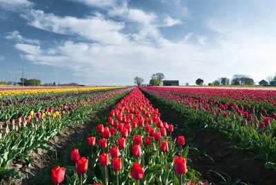 Red Tulip Field Path with Colorful Rows