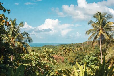 Tropical Palm Forest Overlooking Ocean