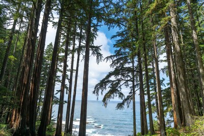 Tall trees framing ocean view
