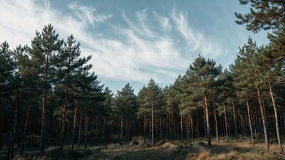 Pine Forest with Cirrus Clouds