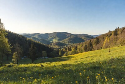 Sunny valley with yellow flowers and hills