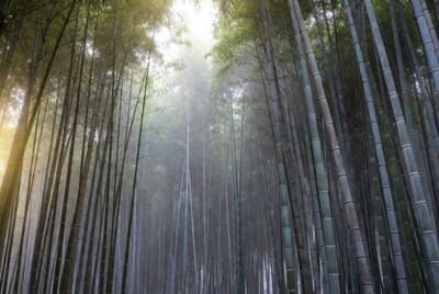 Sunlit Bamboo Forest Grove
