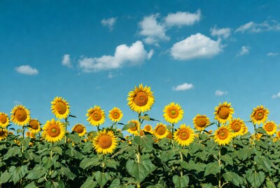 Sunflower field under blue sky