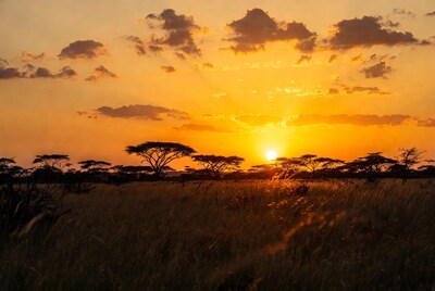 African Savanna Sunset with Acacia Trees