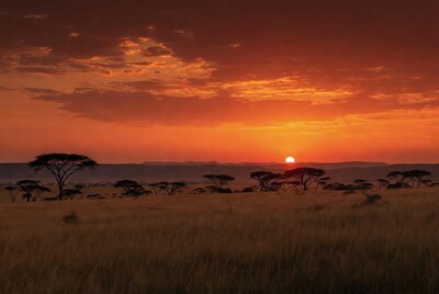 Sunset over African savanna with acacia trees