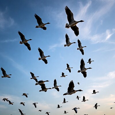 Flock of Canada Geese Flying