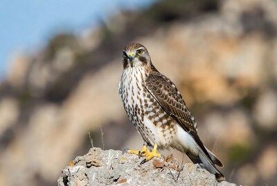 Red-tailed Hawk Perched on Rock