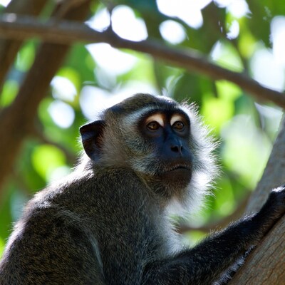 Vervet monkey on tree branch