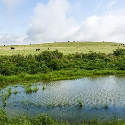 Cows grazing green hill by pond