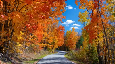 Autumn road through fiery trees