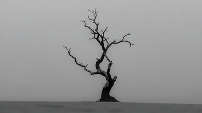 Solitary dead tree in fog