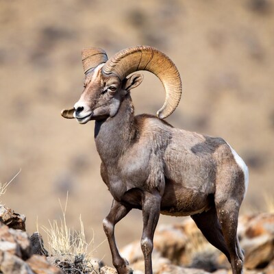 Bighorn sheep on rocky mountain
