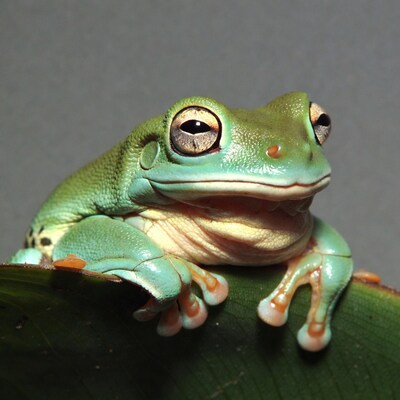 Green tree frog on leaf