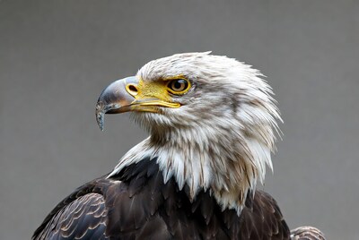 Bald eagle portrait