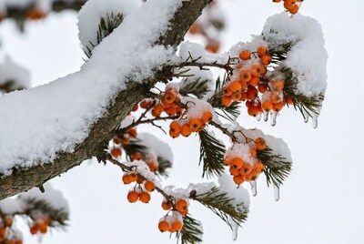 Snow-covered orange berries on branch