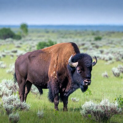 Bison standing in grassy field