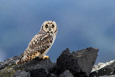 Short-eared Owl on Rocks