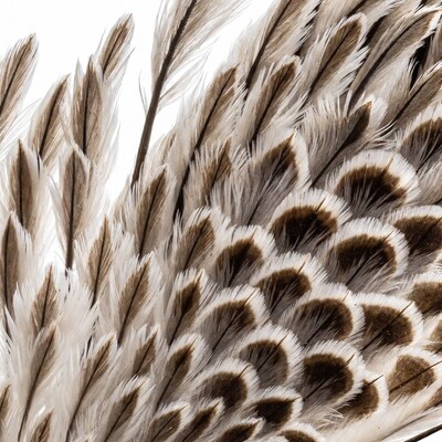 Brown and white feathers cluster