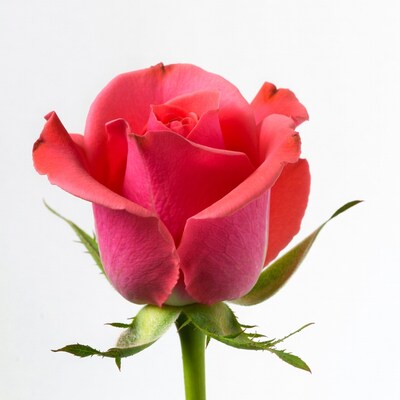 Pink rose on white background