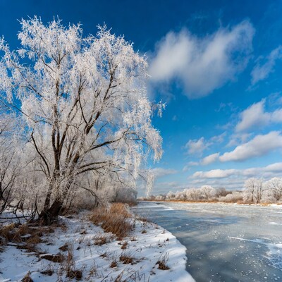 Frosty Willow Tree by Icy River