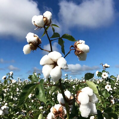 White cotton bolls in field