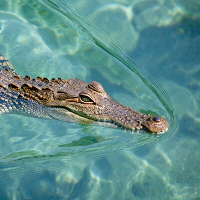 Crocodile swimming in turquoise water