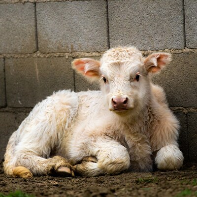 White calf sitting by brick wall