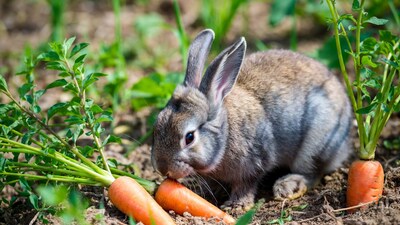 Rabbit eating carrot in garden