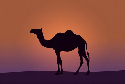 Camel silhouette at sunset