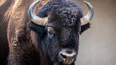 Closeup American Bison Head