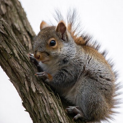 Cute squirrel climbing tree trunk