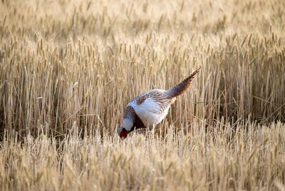 Pheasant foraging in wheat field