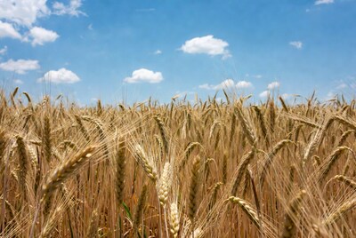 Golden Wheat Field Under Blue Sky