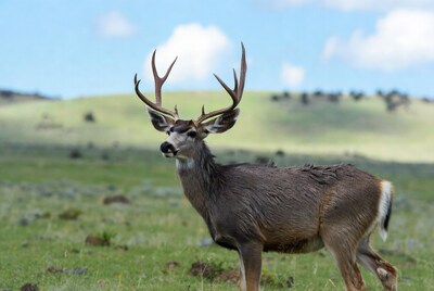 Mule Deer Buck in Grassland