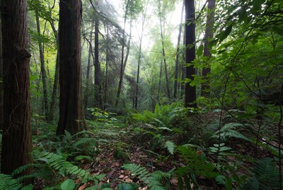 Lush Fern Forest with Tall Trees