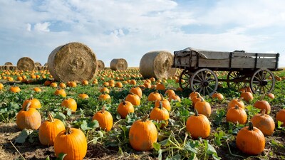 Pumpkin Patch with Hay Bales and Wagon