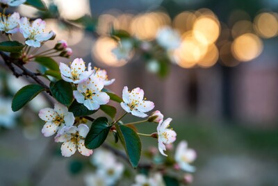 White Cherry Blossoms with Bokeh Background