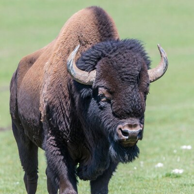 Bison standing in green grass