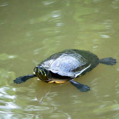 Red-eared slider turtle in water