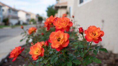 Vibrant Orange Rose Bush