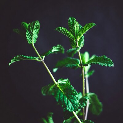 Fresh Mint Leaves on Black Background