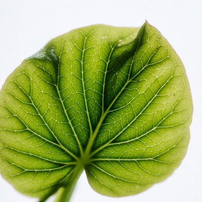 Green Leaf with Veins on White Background