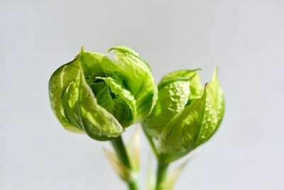Green okra pods on stems