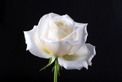 White Rose on Black Background